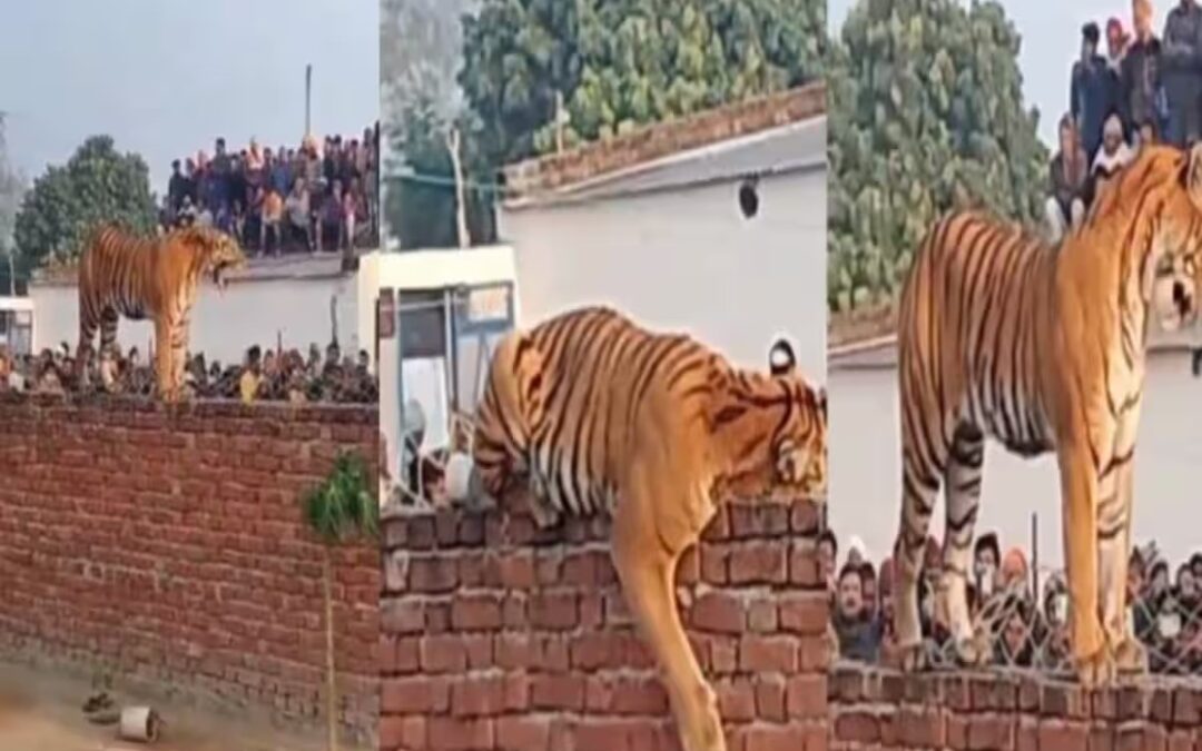 Pilibhit : इलाके में घंटों घूमता रहा बाघ लोग मज़े से बनाते रहे वीडियो, देखिए फोटोशूट के दौरान बाघ ने कैसै पोज़ दिए