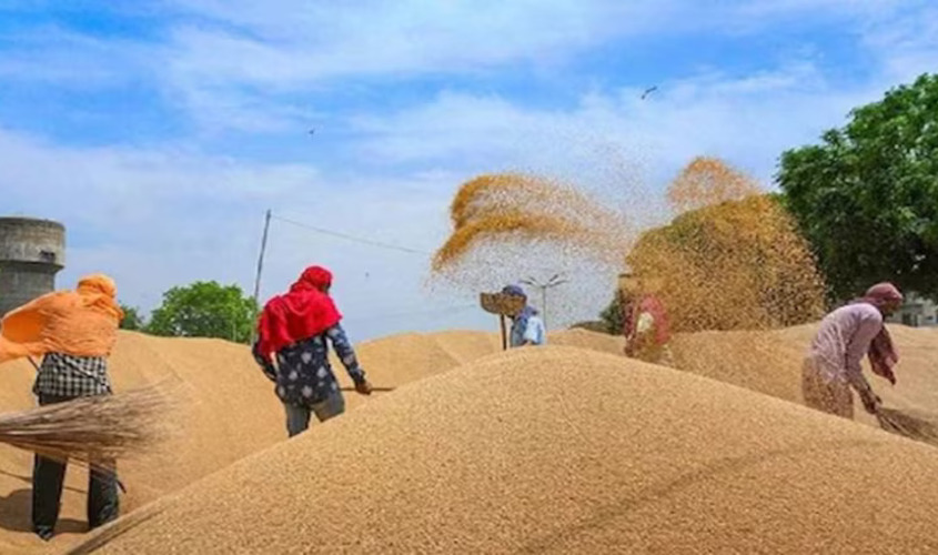 MSP : आज से शुरू हुई यूपी में गेहूं की खरीद, जानिए सरकार कितना दे रही है एमएसपी