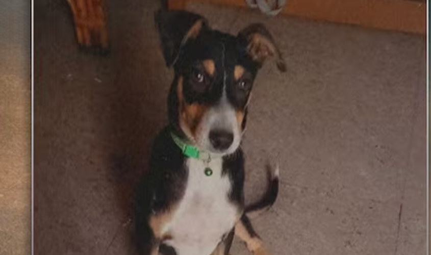 UP News : जज साहब का कुत्ता हुआ गायब तो ढूंढने में लगी पुलिस की कई टीमें, जानिए क्या है पूरा मामला