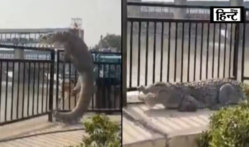 Bulandshahr : मगरमच्छ ने स्टंट कर लोगों को दिखाया, आप भी देखिए वायरल वीडियो