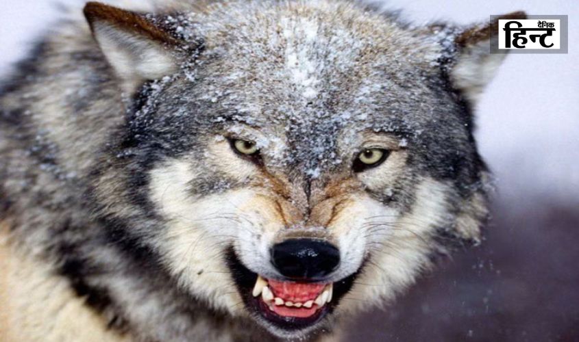 Wolf Attack : उत्तर प्रदेश के बहराइच में भेड़ियों का आतंक, 40 दिनों में 30 से ज़्यादा हमले, 8 की मौत