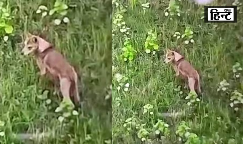 Bahraich News : बहराइच में सामने आई छठे भेड़िए की तस्वीर, थर्मल ड्रोन कैमरे में हुआ कैद