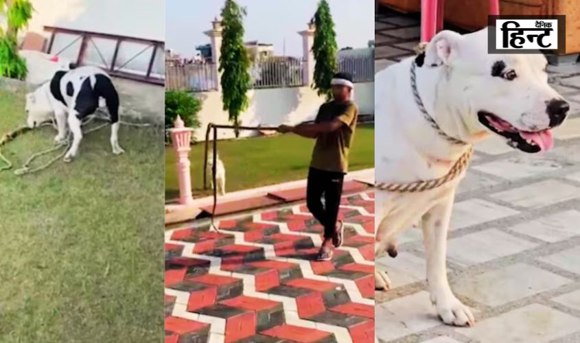 UP News : कुत्तों की वफादारी का एक अद्भुत उदाहरण, पिटबुल ने कोबरा सांप से बचाई बच्चों की जान