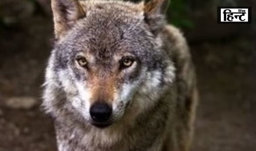 Bahraich : भेड़िए के हमले से तीन 2 लड़कियां फिर हुईं घायल, बहराइच में थम नहीं रहे भेड़ियों के हमले