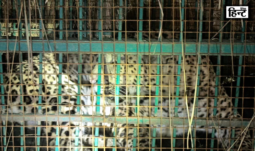 Bahraich : 6 दिनों में पकड़े गए 3 तेंदुए, वन विभाग की कैद में आया एक और तेंदुआ