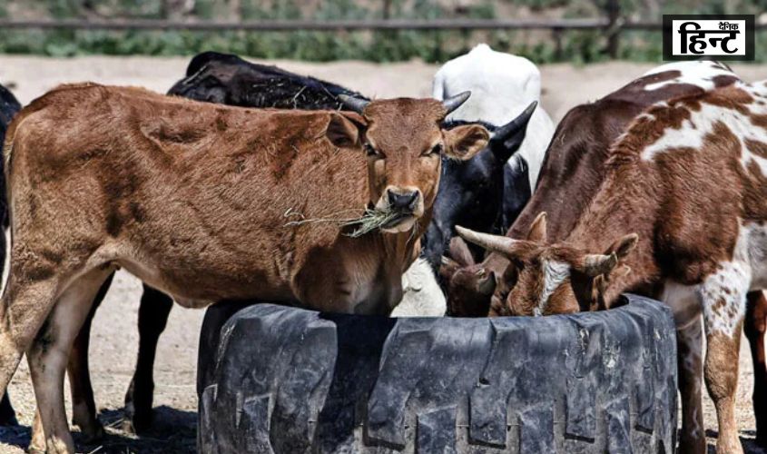 UP News : सोने से ज्यादा कीमती हुआ गौमूत्र, जानिए आप भी कैसे कमा सकते हैं गौमूत्र से भारी मुनाफा