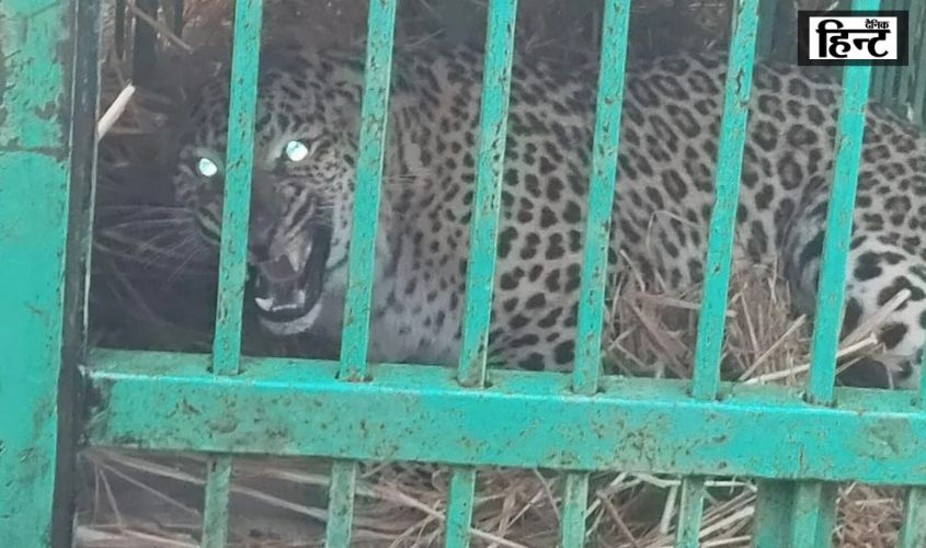 UP News : बहराइच में तीन दिन पहले बच्ची की हत्या करने वाला तेंदुआ पिंजरे में कैद, ग्रामीणों ने ली राहत की सांस