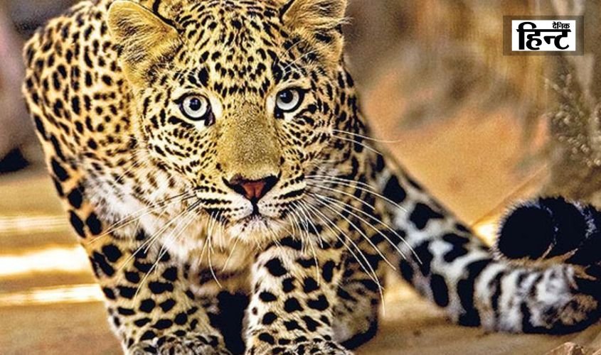 Bahraich News: गन्ने के खेत में छुपा है खतरा, बहराइच में तेंदुए और बाघों की मौजूदगी से दहशत